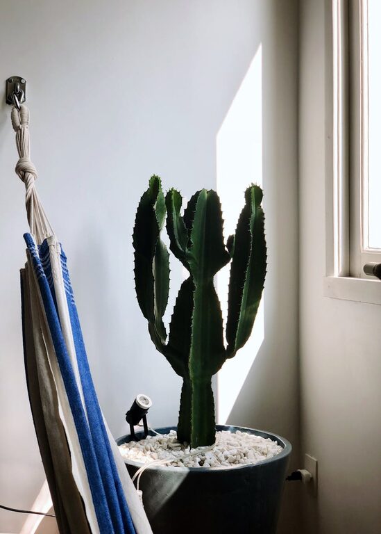 How to Refresh Your Home with Plants: Easy Tips for a Greener Space