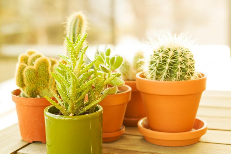 How to Refresh Your Home with Plants: Easy Tips for a Greener Space